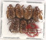 Scientific lot no. 228 Rutelinae (7 pcs A2)