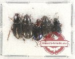 Scientific lot no. 535 Carabidae (5 pcs A, A-, A2)