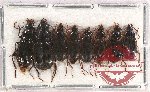 Scientific lot no. 538 Carabidae (8 pcs)