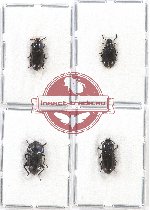 Scientific lot no. 287 Tenebrionidae (4 pcs)