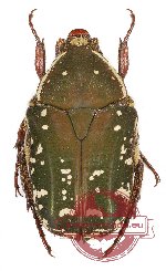 Protaetia (Netociomima) maculipennis (5 pcs - 2 m, 3 f)