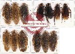 Scientific lot no. 52 Blattodea (13 pcs A, A-, A2)