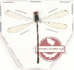 Odonata sp. 78