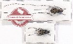 Scientific lot no. 103 Anthribidae (2 pcs)