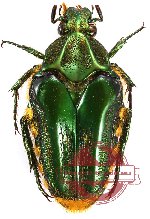 Coilodera alexisi (A2)