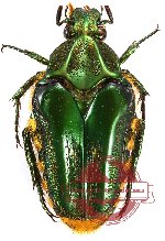 Coilodera alexisi (5 pcs)