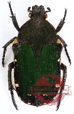 Glycyphana (Macroglycyphana) malayensis