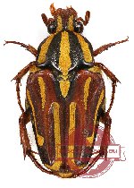 Ixorida (Mecinonota) solomonica ssp. guadalcanalensis (5 pcs)