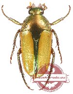 Lomaptera arfakiana Jákl, 2020 (A2)
