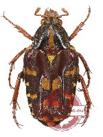 Ixorida (Pseudomecinonota) monticola