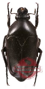 Lomaptera kaestneri – black form