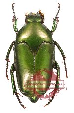 Lomaptera batchiana (A-)