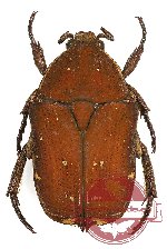 Protaetia (Netociomima) pseudotacita Jákl, 2017