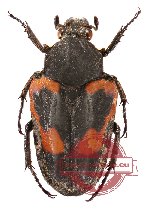 Taeniodera niasana (5 pcs)