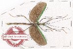 Phasmidae sp. 81