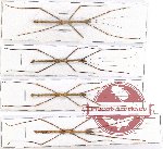 Scientific lot no. 20 Phasmidae (4 pcs - 1 pc A2)