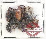 Scientific lot no. 663 Curculionidae (7 pcs)