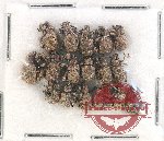 Scientific lot no. 613 Curculionidae (17 pcs)