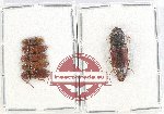 Scientific lot no. 136 Elateridae (6 pcs A, A-, A2)