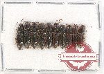 Scientific lot no. 135 Elateridae (10 pcs)