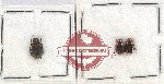 Scientific lot no. 154 Melolonthinae (3 pcs)