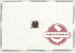 Scientific lot no. 5 Rhipiphoridae (2 pcs A2)