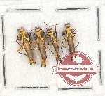 Scientific lot no. 52 Cantharidae (4 pcs)