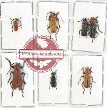 Scientific lot no. 57 Cantharidae (7 pcs)