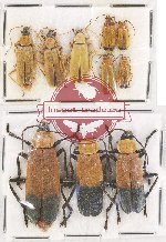 Scientific lot no. 40 Cantharidae (10 pcs)