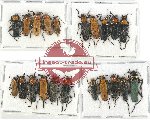 Scientific lot no. 20 Cantharidae (21 pcs)