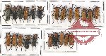 Scientific lot no. 55 Cantharidae (23 pcs)