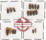 Scientific lot no. 50 Cantharidae (17 pcs)