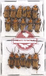 Scientific lot no. 26 Cantharidae (16 pcs)