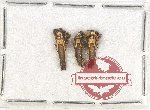 Scientific lot no. 56 Cantharidae (3 pcs)