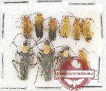 Scientific lot no. 39 Cantharidae (10 pcs)