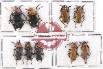 Scientific lot no. 54A Cantharidae (9 pcs)