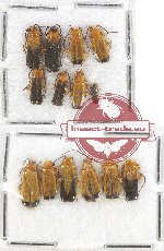 Scientific lot no. 46 Cantharidae (14 pcs)