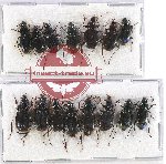 Scientific lot no. 542 Carabidae (15 pcs)