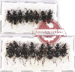 Scientific lot no. 541 Carabidae (16 pcs)