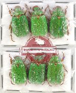 Scientific lot no. 231 Rutelinae (6 pcs)