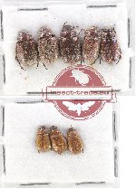 Scientific lot no. 235 Rutelinae (8 pcs)