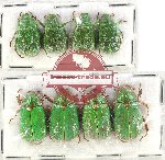 Scientific lot no. 230 Rutelinae (8 pcs)