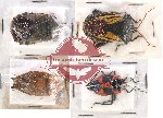 Scientific lot no. 925 Heteroptera (4 pcs)