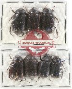 Scientific lot no. 162 Melolonthinae (7 pcs)