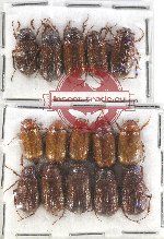 Scientific lot no. 166 Melolonthinae (15 pcs)