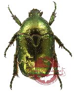 Protaetia (Chrysopotosia) mandshuriensis drumonti Alexis, 1995