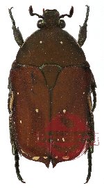 Protaetia (Netociomima) taciturna