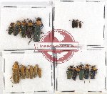 Scientific lot no. 25 Cantharidae (19 pcs)