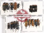 Scientific lot no. 23 Cantharidae (24 pcs)