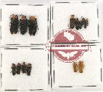 Scientific lot no. 31 Cantharidae (13 pcs)